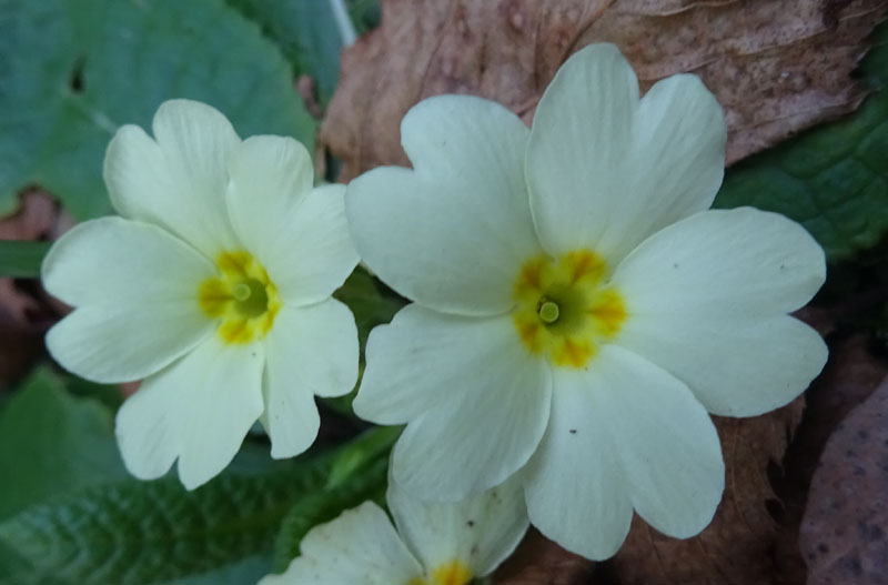 Primula vulgaris ? s